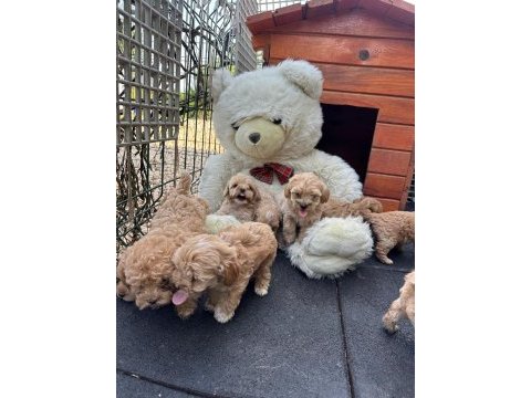 Maltipoo köpeklerimiz