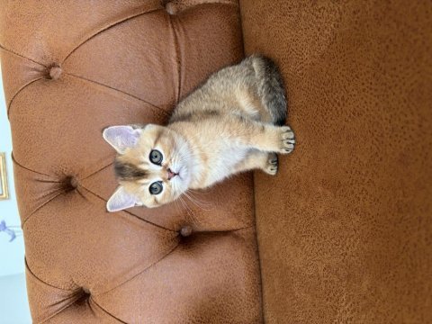 British golden bebeklerimiz ırkının en güzel örnekleri