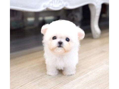 Safkan pomeranian boo köpekler