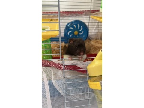 Gonzales / suriye hamster