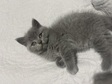 Gri british shorthair
