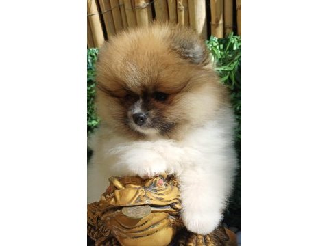 Mini teddy face pomeranian dişi yavrular
