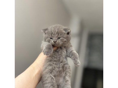 Kaliteli british shorthair bebekler