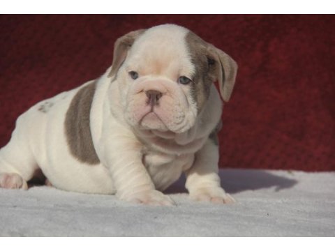 Çikolata ingiliz bulldog yavrular