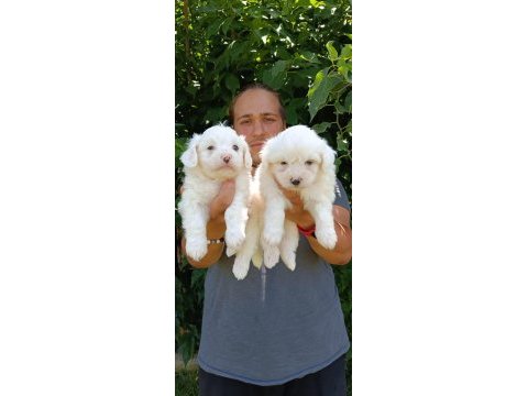 Safkan maltese terrier yavrular