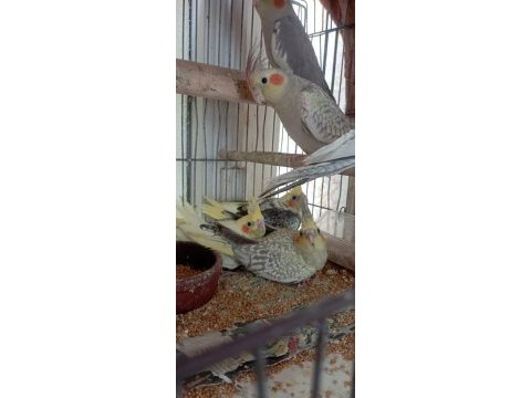 Ele alışık pied grey lutino sultan yavrular yeme düştü