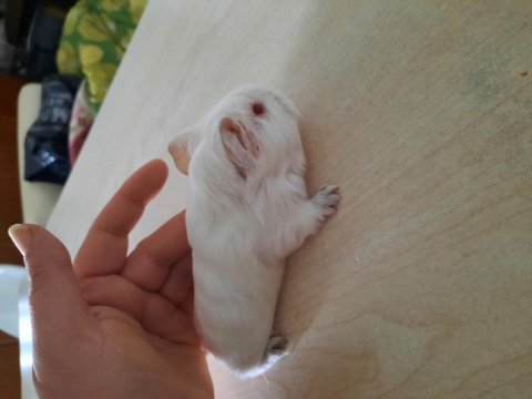 Beyaz sheltie ginepig yavrularımız