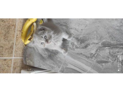 Scottish fold sıfir kulak