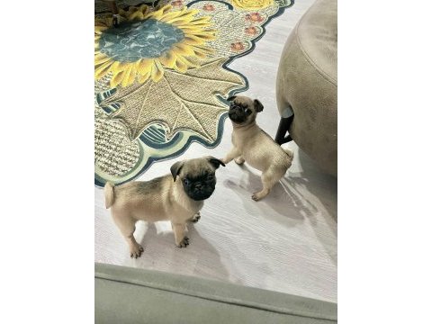 Sıfır burun a kalite pug bebekler