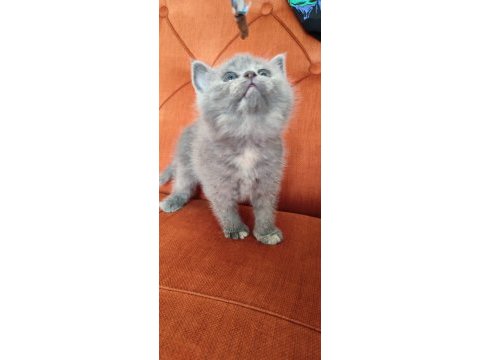 Son prenses sultan papağanı