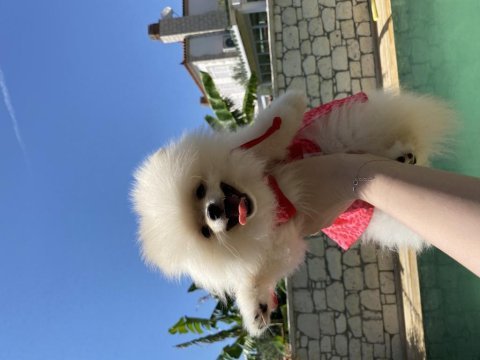 10 aylık dişi pomeranian