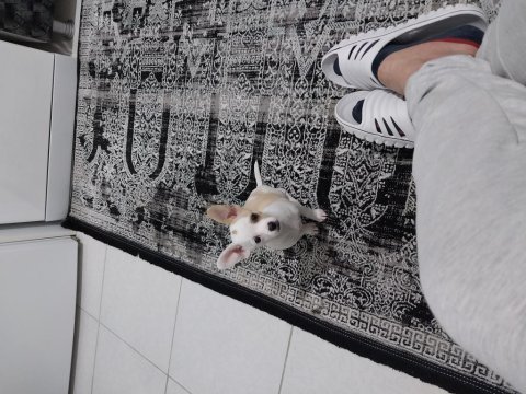 4 aylık güzel chihuahua prensesimiz yeni sahibini arıyor