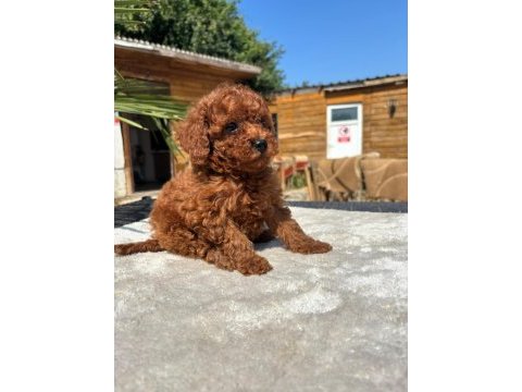 Red toy poodle yavrular