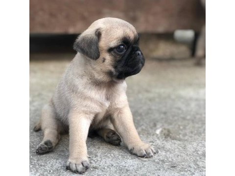 Mops erkek dişi uygun pug