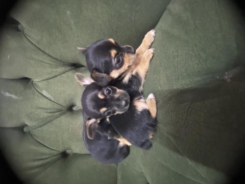 41 günlük dişi pinscher yavrular