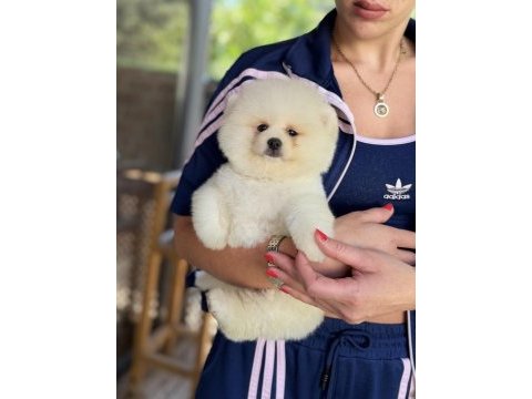 Show kalite erkek pomeranian boo