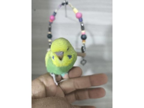 Bebek muhabbet kuşları