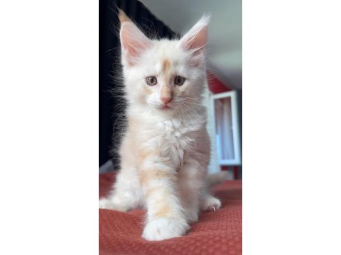 2 aylık erkek maine coon yavrusu