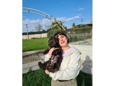 Siyah (black) poodle yavrularımız