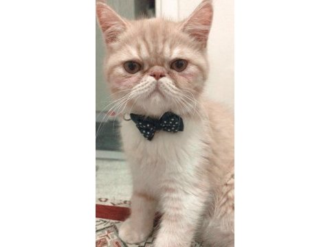 Exotic shorthair 6 aylık