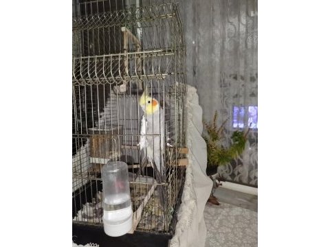 1 buçuk yaşında erkek sultan papağanı