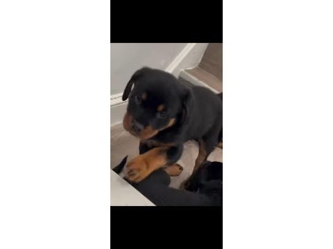 Çok uyguna rotweiller yavrusu (açıklama)