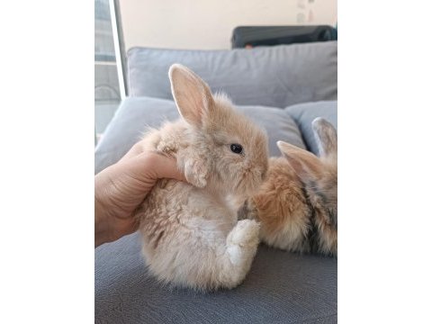 Yavru lop tavsanlar