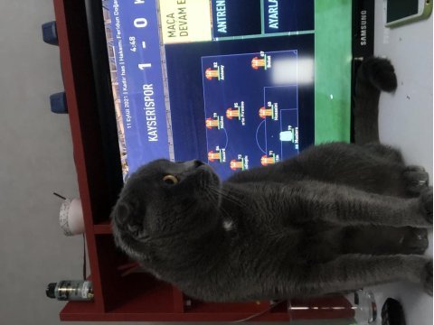 7 aylık scottish fold