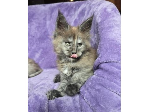 Maine coon dişi smoke tortie renk