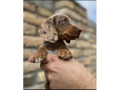 Egzotik mini boy dacshund bebekler nadir renk