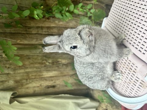 Damızlık dişi chinchilla netherland dwarf tavşan