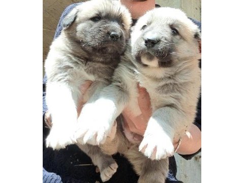 Safkan kangal yavrular