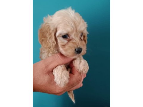 Maltipoo dişi erkek