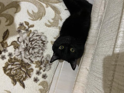 British tekir kırması erkek kedi