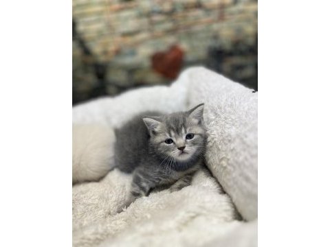 British shorthair güzellikleri @petclubadanaa