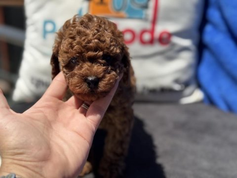 Petmode  köpek çiftliğinde ziyarete açık toy poodle