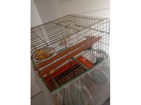 Kuluçkada yavru beren muayer çift portakal kanarya