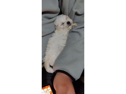 Minicik bir erkek maltese