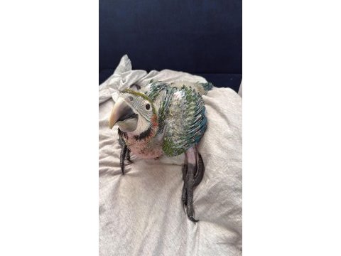 Teslime hazır harlequen macaw bebeğimiz