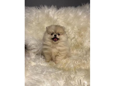 Teacup nadir partycolor ayı surat pomeranian