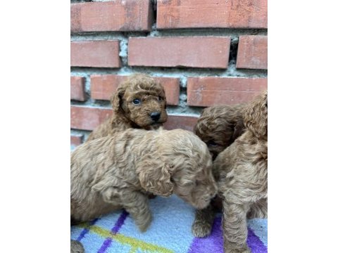 Muhteşem güzellikte safkan toy poodle yavrular