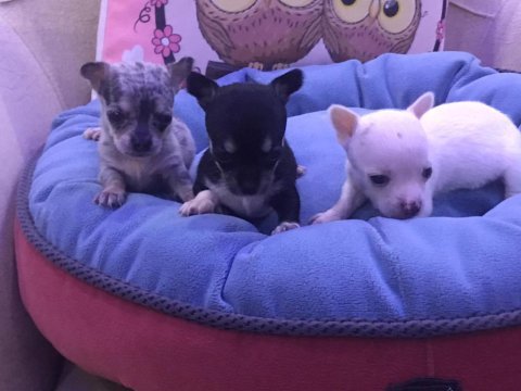 Chihuahua yavrularım