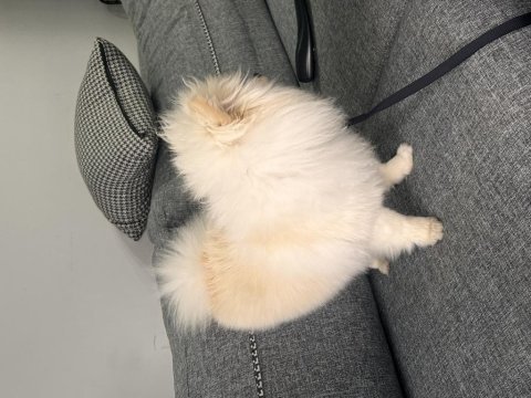 6 aylık dişi pomeranian boo aşıları tam cipli