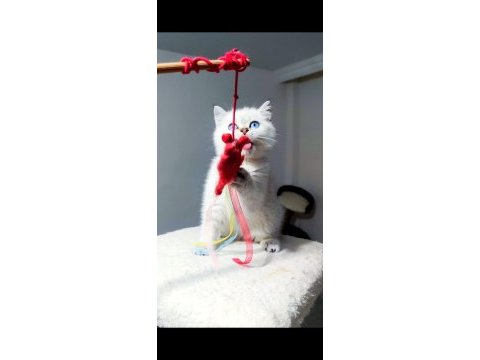 Ankaranın en sevimli british shorthair bebekleri