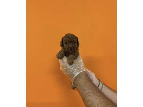A kalite safkan toy poodle yavrularımız