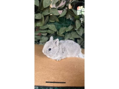 Hollanda lop ve cüce tavşanları