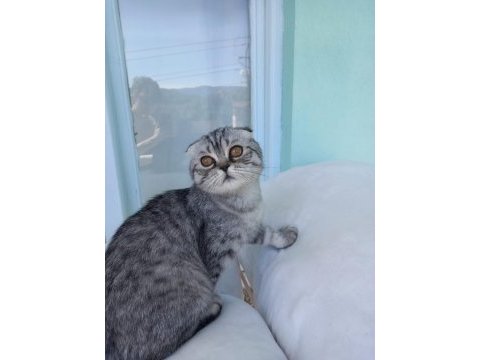 Scottish fold shorthair dişi kedi