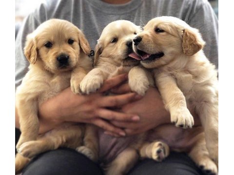 Golden retriever yavruları