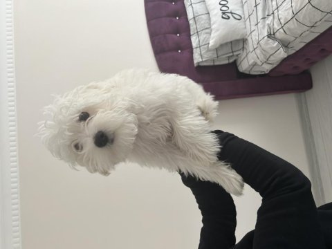 Köpeğimiz mia güzel bir yuva arıyor
