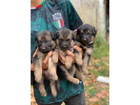 Alman kurdu yavrularımız yeni yuvalarını bekliyor